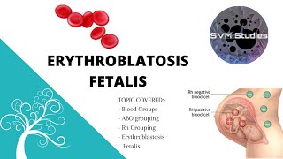 Erythroblastosis Fetalis and Blood Group  Class 11  Biology [upl. by Efram]