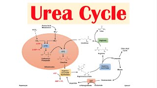 Urea Cycle  Purpose Enzymes amp Regulation [upl. by Akirat]