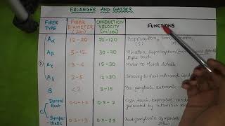 Nerve fiber Classification l Erlanger and Gasser Classification  Lloyd and Hunt Classification [upl. by Aneeb]