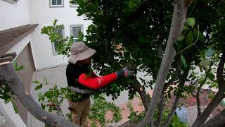 Pruning a Carrotwood Tree SURPRISE WAITING FOR ME [upl. by Viking]