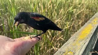 Handfeeding Birds in Slow Mo  Redwinged Blackbirds [upl. by Anihpesoj]