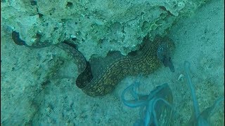 Octopuses Sea slugs and Moray eel [upl. by Massimo170]