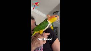 Dancing With My Caiques 💜  parrotbliss caiqueparrot caique [upl. by Atiuqet]