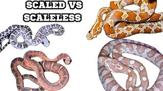 SCALELESS CORNS VS SCALEDsnake scaleless cornsnakes [upl. by Nealy]