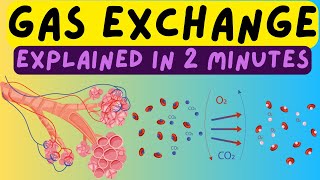 Biology Help The Respiratory System  Gas Exchange In The Alveoli Explained In 2 Minutes [upl. by Aibat]