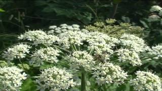 Heracleum sphondylium  Fiori e piante della montagna bellunese 28052015 [upl. by Aniehs889]