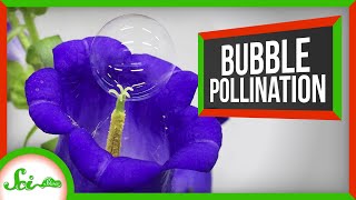 Pollinating With Bubbles and Some Other Good News You Might Have Missed [upl. by Aissenav175]