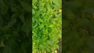 farming marsi khetar myfarminglifeandme kisan viralvideo [upl. by Eduam133]