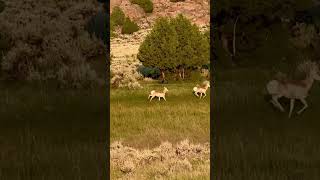 Pronghorn Antelope running in the light of the setting sun [upl. by Lletnahc]