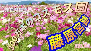 【4K】藤原宮跡のコスモスが咲き誇る花園 300万本 奈良県橿原市 202410 [upl. by Seline]