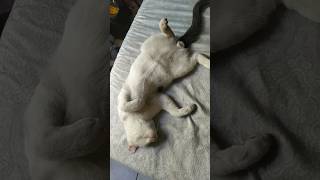 El gato pernanca es dormilon le gusta mucho estar acostado en la cama shorts animales mascotas [upl. by O'Connor]