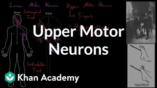 Upper motor neurons  Organ Systems  MCAT  Khan Academy [upl. by Avad]