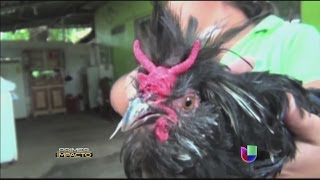 Un gallo con dos cuernos rojos inspira terror  Primer Impacto [upl. by Adlesirc]