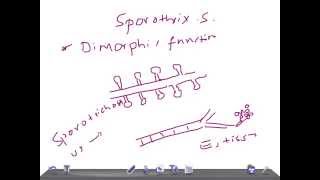 Medical Video Lecture Sporothrix schenckii Microbiology [upl. by Janeta]