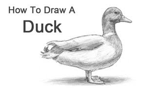 How to Draw a Duck [upl. by Layton253]