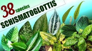 38 SCHISMATOGLOTTIS SPECIES  HERB STORIES [upl. by Tacy560]