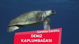 Deniz Kaplumbağaları  Caretta Caretta [upl. by Helm]