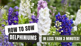 Sowing Dazzling Delphiniums From Seed [upl. by Enoryt110]