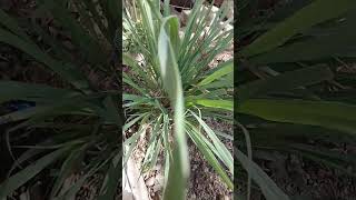 लेमन ग्रास 🌿 lemongrass agriculture farming plants shortsfeed video youtubeshorts [upl. by Gunn]