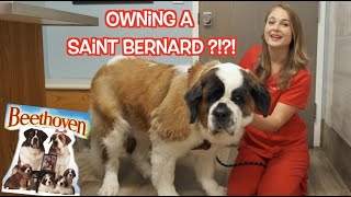 Owning a Saint Bernard  What you need to know [upl. by Yebba]