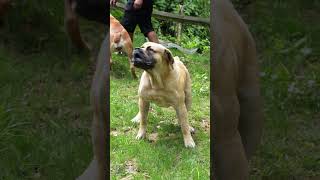 Boerboels Brief Distraction Then Racing Back Strong boerboelpuppies boerboelbreeders boerboels [upl. by Notxed]