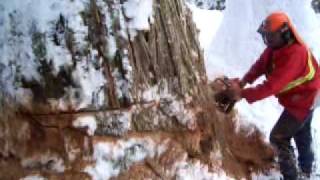 Aaron knocking down a big cedar in Revelstoke [upl. by Asinet]