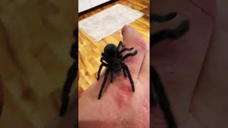 Grammostola pulchra  🖤The Brazilian Black Velvet Tarantula🖤🕷️Juvenile black tarantula [upl. by Eniotna]