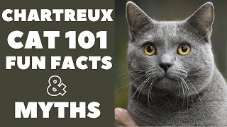 Chartreux Cats 101  Fun Facts amp Myths [upl. by Yllehs87]