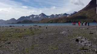 Königspinguine Seebären und Walfangstation in Stromness Bay [upl. by Naig]