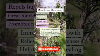 Benefits of Rosemary Essential Oil [upl. by Ahsienot13]