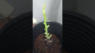 My Journey in Propagating Longue dAout LdA Fig tree A Tale of Figs and Growth  Episode 15 [upl. by Eycats]