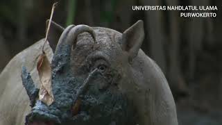 MENGENAL BABIRUSA HEWAN ASLI INDONESIA DARI KEPULAUAN SULAWESI [upl. by Weinreb]