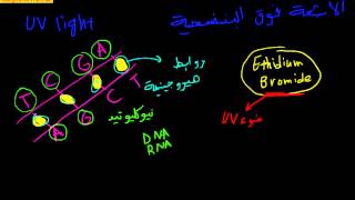 DNA gel elctrophoresis Arabic 6 ما هو الجل الكتروفوريسس [upl. by Woodley355]