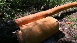 How to Gather Birchbark for a Birchbark Canoe [upl. by Yroc139]