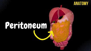 Peritoneum Parts Lesser amp Greater Omentum Mesentery Peritoneal Cavity [upl. by Nihs]