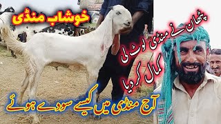 aj mandi me sode howe  Rajanpuri goats update khushab mandi  bakre bakriyo ke rats please watch [upl. by Attenol]