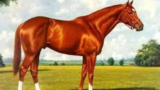 Pakistan pigeon horse social work horse all Pakistan tanga race [upl. by Coffin746]