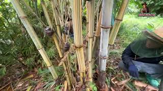 ไผ่ยักษ์ราชธานี…Dendrocalamus giganteus bicolor…ได้ฝนชุ่มฉ่ำ หน่อใหญลำใหญ่ [upl. by Klecka]