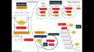 Autran Jr  Bioquímica Aplicada  Metabolismo Lipídico [upl. by Slaughter]