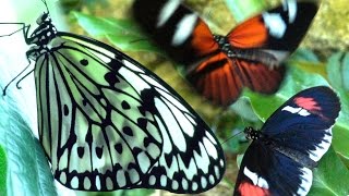 Butterflies Flying in Slow Motion HD  Houston Butterfly Museum [upl. by Sucul556]