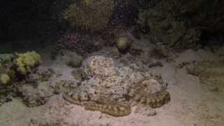 Octopus  Night Dive [upl. by Rochelle]