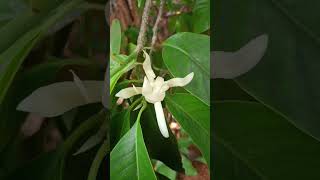 Magnolia champaca flowers [upl. by Asum]