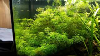 Limnophila sessiliflora [upl. by Judd]