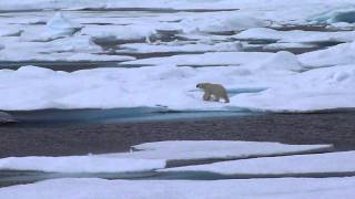 Polar Bear in Beaufort Sea [upl. by Lennod]