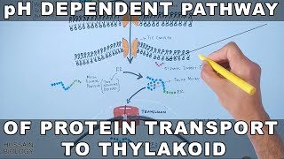 pH Dependent Pathway of Protein Transport to Thylakoid [upl. by Gaivn]