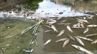 Miles de peces muertos en el Río Tajo a su paso por Toledo [upl. by Ydnirb]