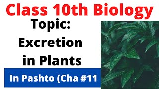 Excretion in plants  Class 10 biology chapter 11  Pashto  Home of biology [upl. by Hayn]