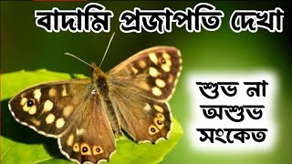 বাদামী প্রজাপতিবাদামী প্রজাপতি দেখলে কি হয়Brown Butterfly holyfirereiki totka [upl. by Raseac57]