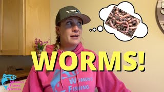 How To Grow Dew Worms [upl. by Draw]