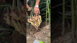 Ginger harvesting process farm vegetables youtubeshorts [upl. by Cavill]